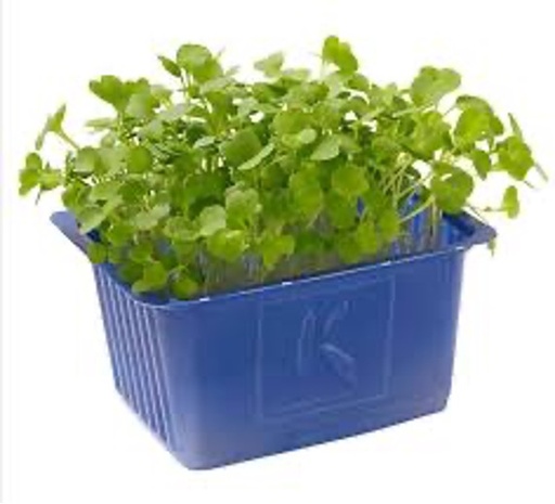 Arugula cress x1 top seal