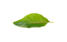 Banana Leaves