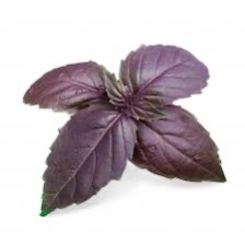 Basil Purple