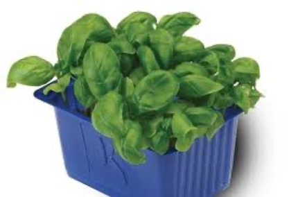 Basil cress x1 Top Seal