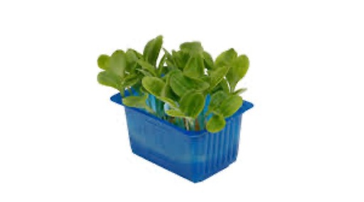 Borage cress x1 Top Seal