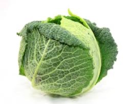 Cabbage Savoy