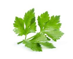 Coriander