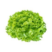 Lettuce Batavia