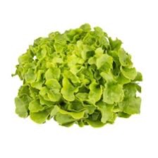 Lettuce Oakleaf Green