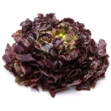 Lettuce Oakleaf Red