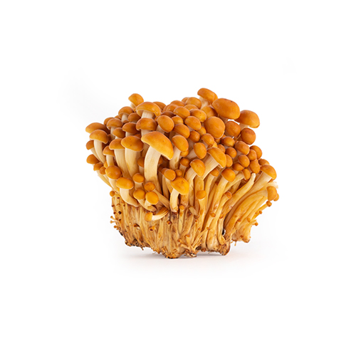 Champignon enoki gold 1kg