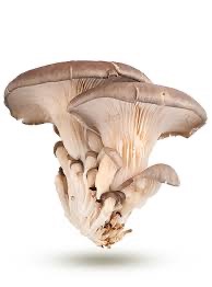 Champignons Pleurotes 1kg