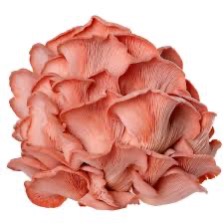 Mushrooms Oyster Pink