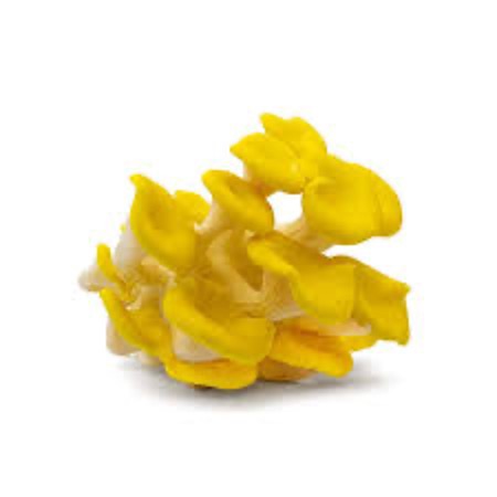 Mushrooms Oyster Yellow