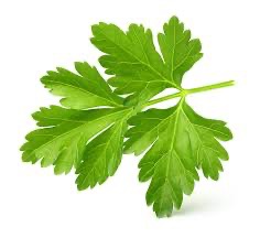 Parsley Italian