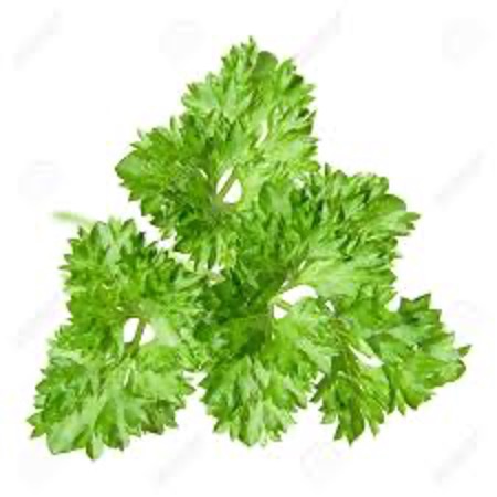 Parsley Curly