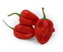 Pepper Chili Habanero Red