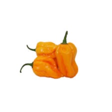 Pepper Chili Habanero Yellow