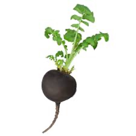 Radish Black (Ramanas)