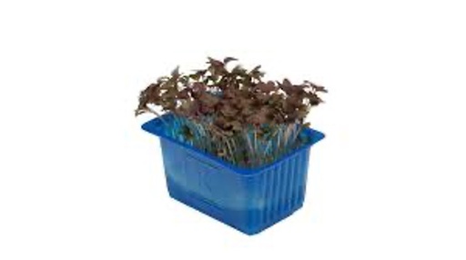 Red Musterd Cress Top Seal