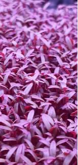 Scarlet Cress / Amaranth Top Seal