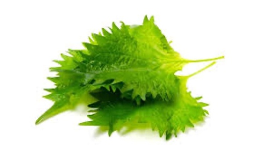 Shiso Leaves Green