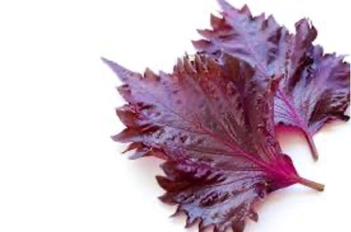 Shiso feuilles violet (Oh-Ba) x15 pcs 1Unités