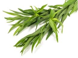 Tarragon