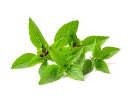 Thai Basil