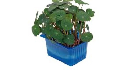 Zorri Cress x1 Top Seal (feuilles de Nasturium) 1Unités