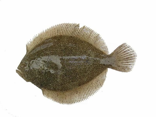 Brill Whole 1-2kg