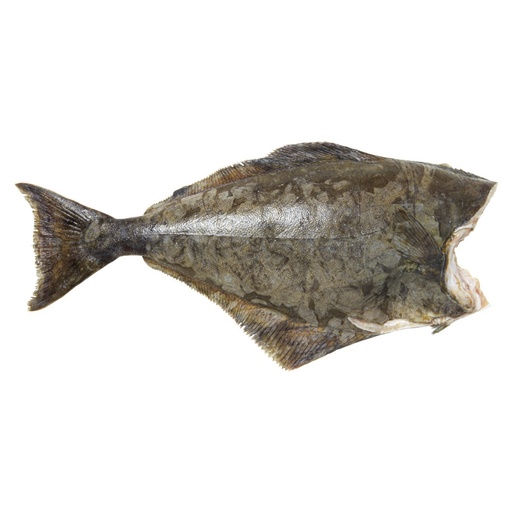 Fletan Entier sans Tête 5kg+ 