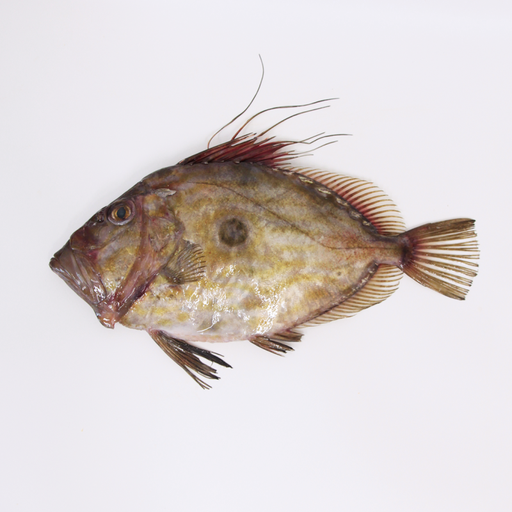 John Dory Whole 1-2kg