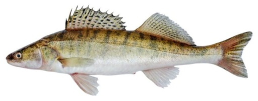 Pikeperch Whole 1-2kg