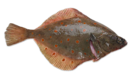 Plaice Whole 400-600g