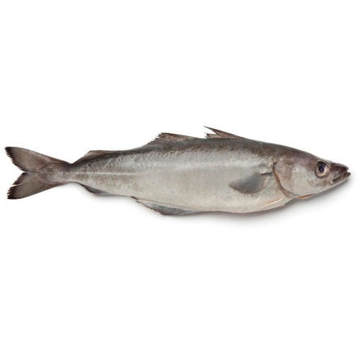 Pollock With Head 4-6kg