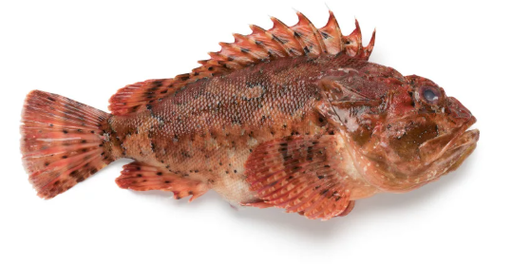 Rascasse Scorpion Fish Whole 1-2kg