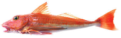 Red Gurnard Whole 300-500g