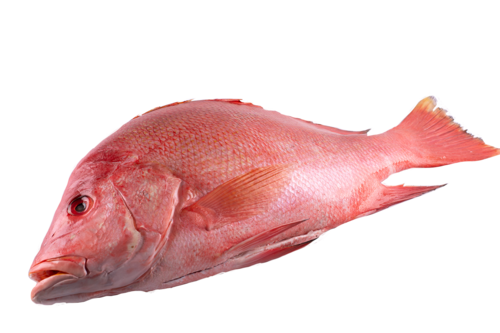 Red Snapper Whole 400-600g