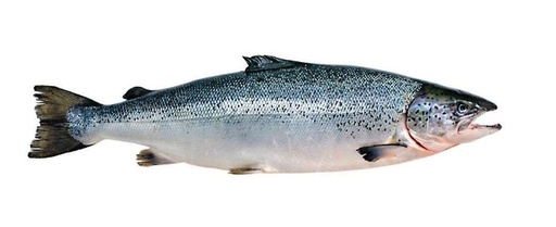 Salmon Norwegian Farmed Whole 3-4kg