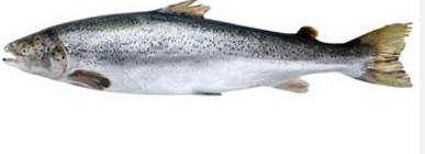 Salmon Wild Whole 5-7kg