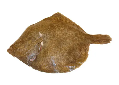 Turbot Elevage entier 1-2kg 1kg