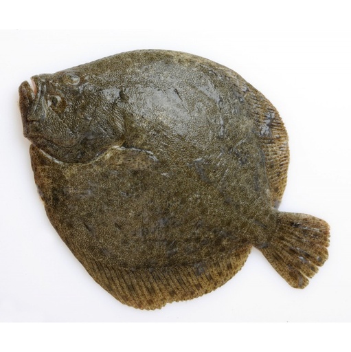 Turbot Whole Wild 1-2kg