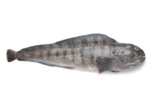 Wolffish 2kg+ 1kg