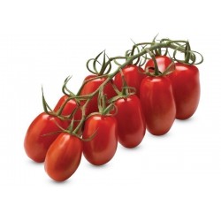 Tomato Cherry San Marzano on the vine