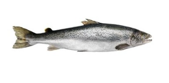 Salmon Scottish Farmed Whole 3-4kg