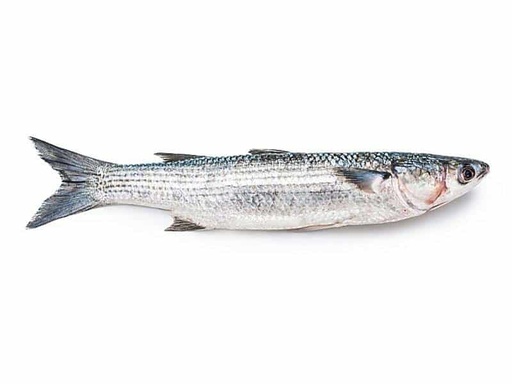 Grey Mullet Whole 1kg