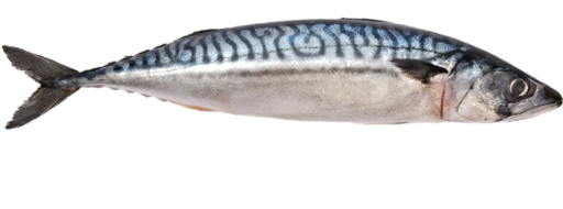 Mackerel Whole 500-600g