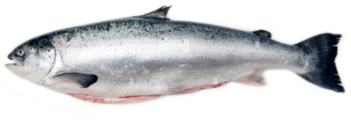 Salmon Scottish Farmed Whole 3-4kg