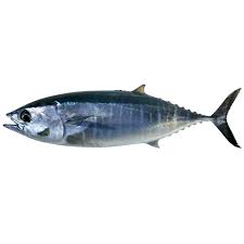 Tuna Whole Mediterranean 20-30kg