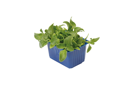 Cress BlinQ Blossom Top Seal